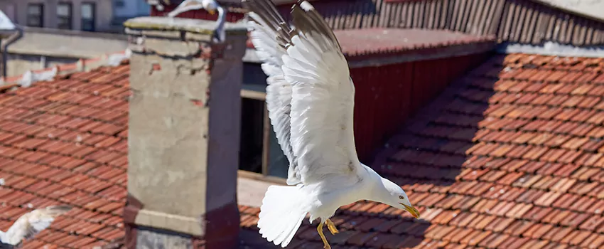 Residential Chimney Animal Removal Solution in Moore, OK