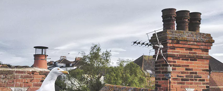 Chimney Cleaning And Restoration in Moore, Oklahoma